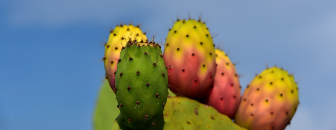 cactus 3622543 1920