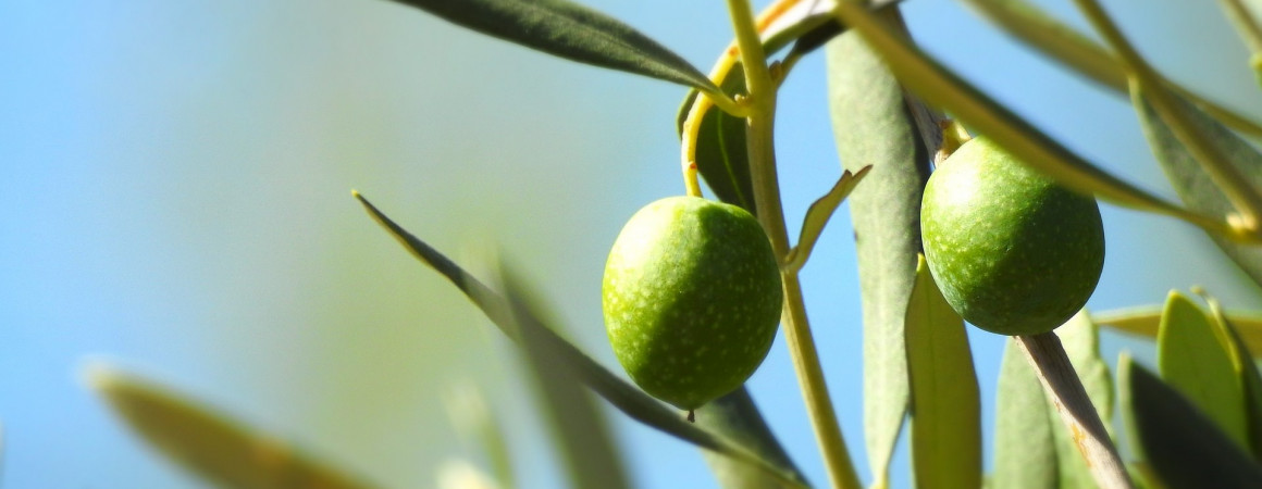 olive 4712600 1920
