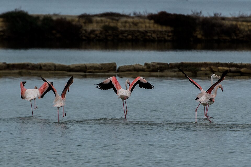 danza dei fenicotteri