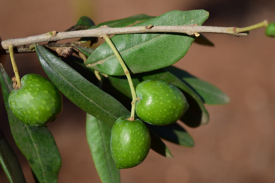 olive nocellara del belice